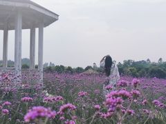 -紫颐香薰山谷景区