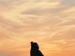 -合肥滨湖国家森林公园