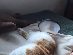 -灵美宠物诊所