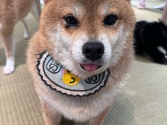 -逗柴咖啡屋·狗咖猫咖宠物桌游