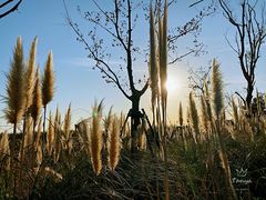 -春花秋色城市公园