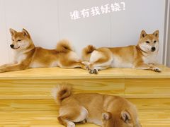 -柴源莊·柴小宠柴犬咖啡