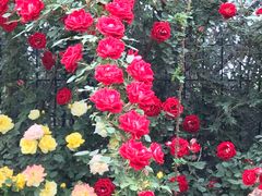 -永定河休闲森林公园