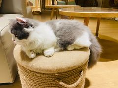 -猫腻·猫咖·撸猫馆(星光大道店)