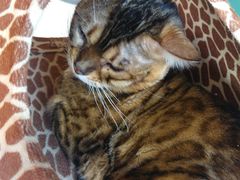 -飞行喵MR PILOT|猫舍·猫咖(静安大融城店)