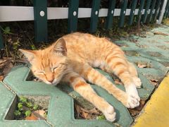 -上海市徐汇区枫林幼儿园(小木桥路)