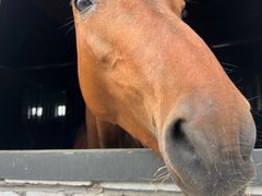 -北京群众马术培训基地