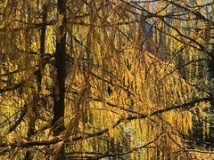 -硗碛藏寨·神木垒景区