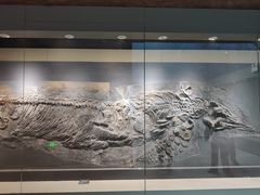 -安徽省地质博物馆