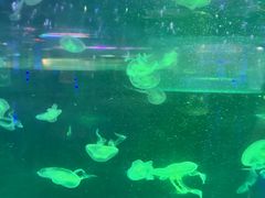-洛阳龙门海洋馆