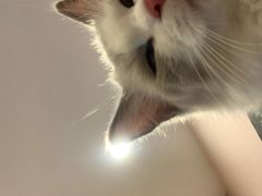 -猫咪派对(江南西店)