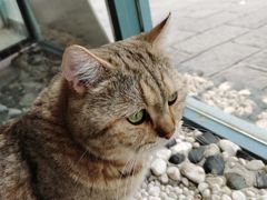 -喵屿·大理花园猫咖