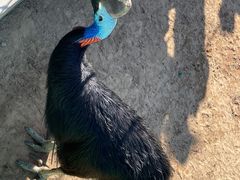 -西霞口神雕山野生动物世界