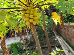 -西双版纳傣族园