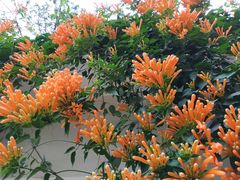 -南宁良凤江国家森林公园