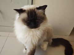 -平行世界·猫咖(首经贸店)