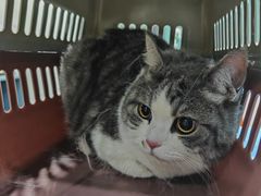 -伟伟宠物医院·CT影像中心·瑞派犬猫综合性门诊(汉口总院)