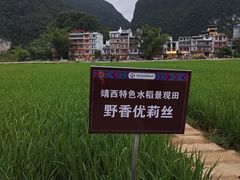 -靖西鹅泉风景区