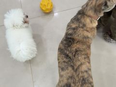 -佳雯宠物医院·皮肤科·内外科(春晓路分院)