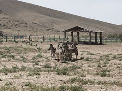 -新疆天山野生动物园