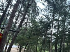 -朱雀国家森林公园