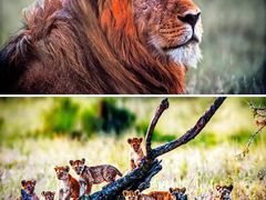 -罗红摄影艺术馆