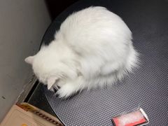 -宠物家(双井店)