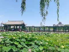 -莲花池公园
