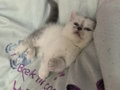 -心仪动物医院·牙专科·肿瘤·心脏科(西客站院)