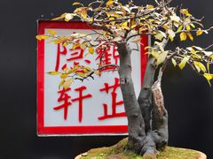 -觀芷隐轩