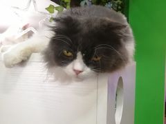 -李小姐の猫咖啡馆(五角场店)