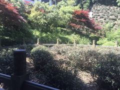 -十八棵（老龙井）御茶园(老龙井店)