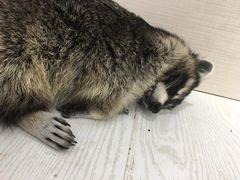 -浣熊柯尔鸭土拨鼠·电玩咖