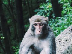 -黔灵山公园
