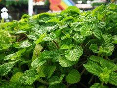 -兰陵国家农业公园