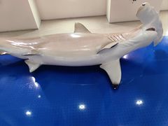 -贝林大翅鲸简餐厅(国家海洋博物馆店)