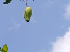 -花之城
