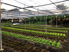 -Ohkajhu Organic Farm Sansai