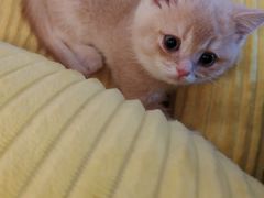 -贝康宠物医院·犬猫全科·小动物特色诊疗中心(东环路店)