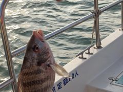 -鑫艋游艇海钓俱乐部