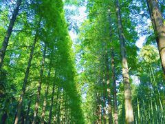 -黄海国家森林公园