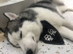 -Husky Go!哈士奇体验馆·宠物咖啡厅狗咖