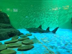 -上海海洋水族馆