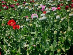 -国家植物园南园