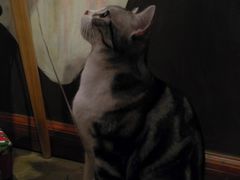 猫宝-咖法森林·咖啡  酒吧(天河店)