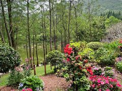 -深圳仙湖植物园
