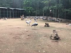 -哈尔滨北方森林动物园