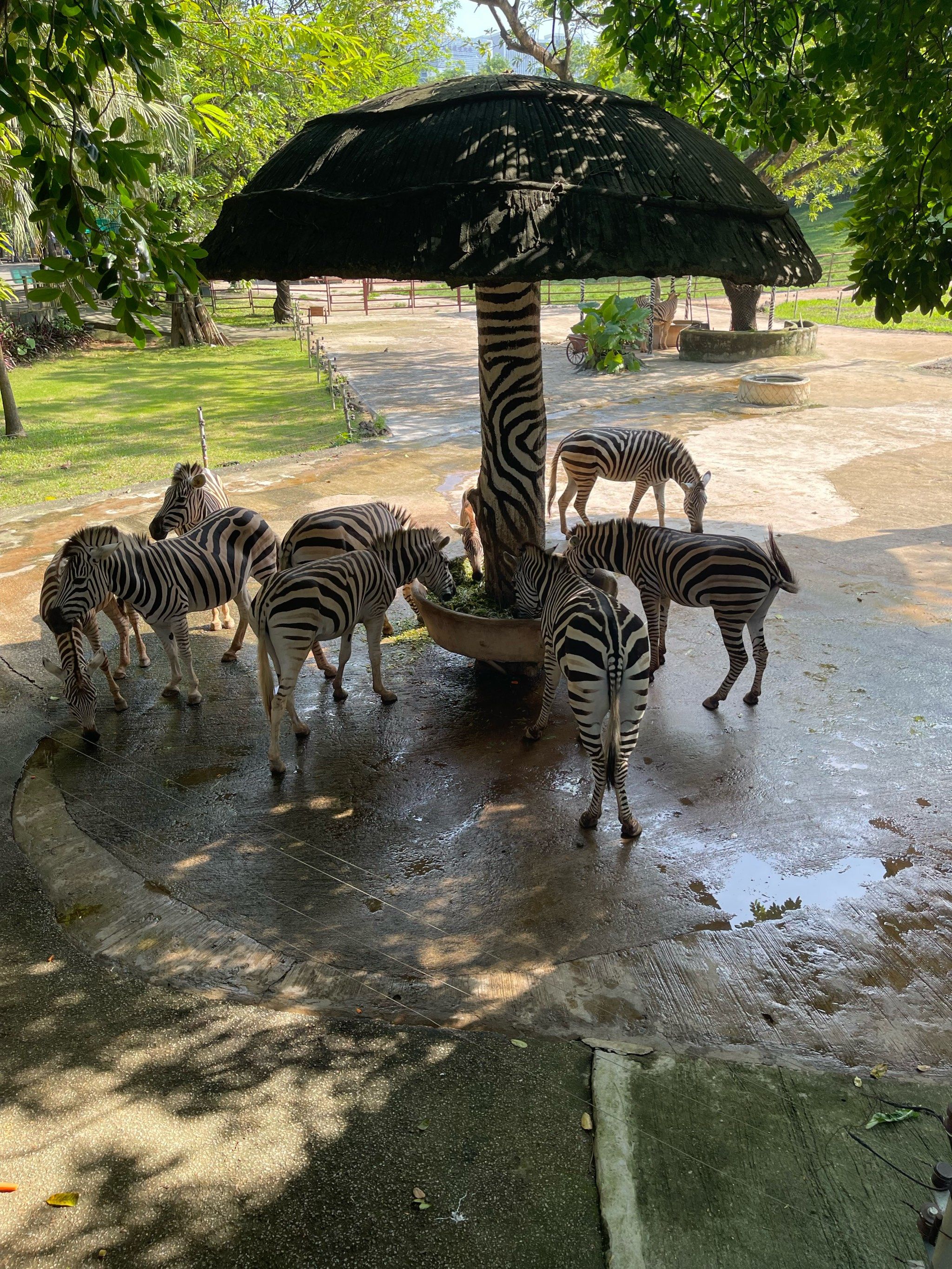 深圳野生动物园1