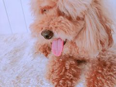 -BABYDOG宝贝狗宠物乐园(欧洲城店)