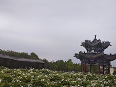 -曹州牡丹园